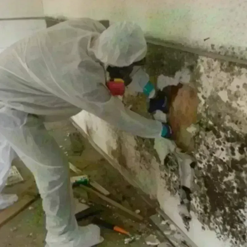 Mold Remediation and Removal in Cottonwood Shores, TX